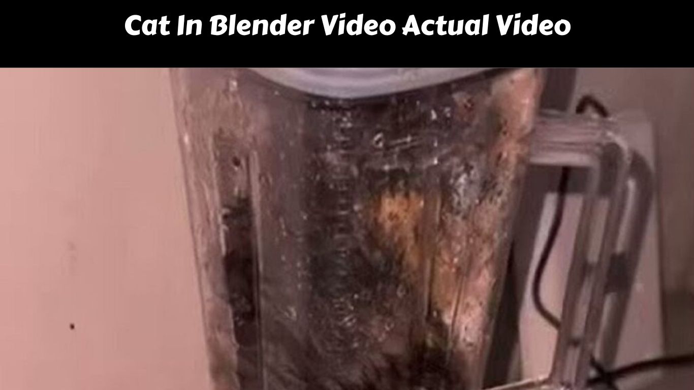 Cat In Blender Video Actual Video