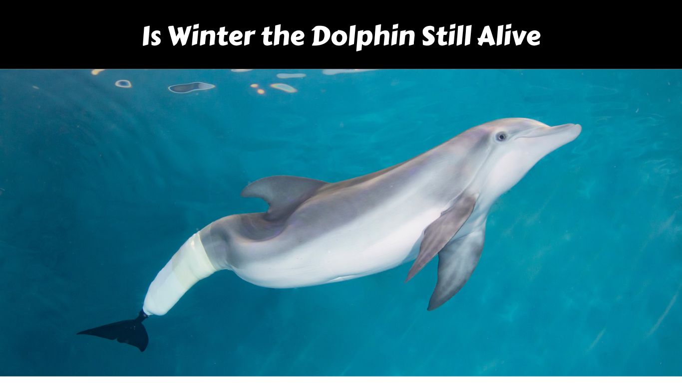 Is Winter the Dolphin Still Alive