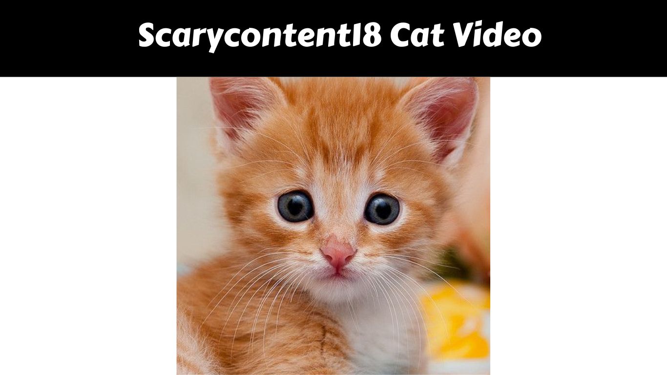 Scarycontent18 Cat Video