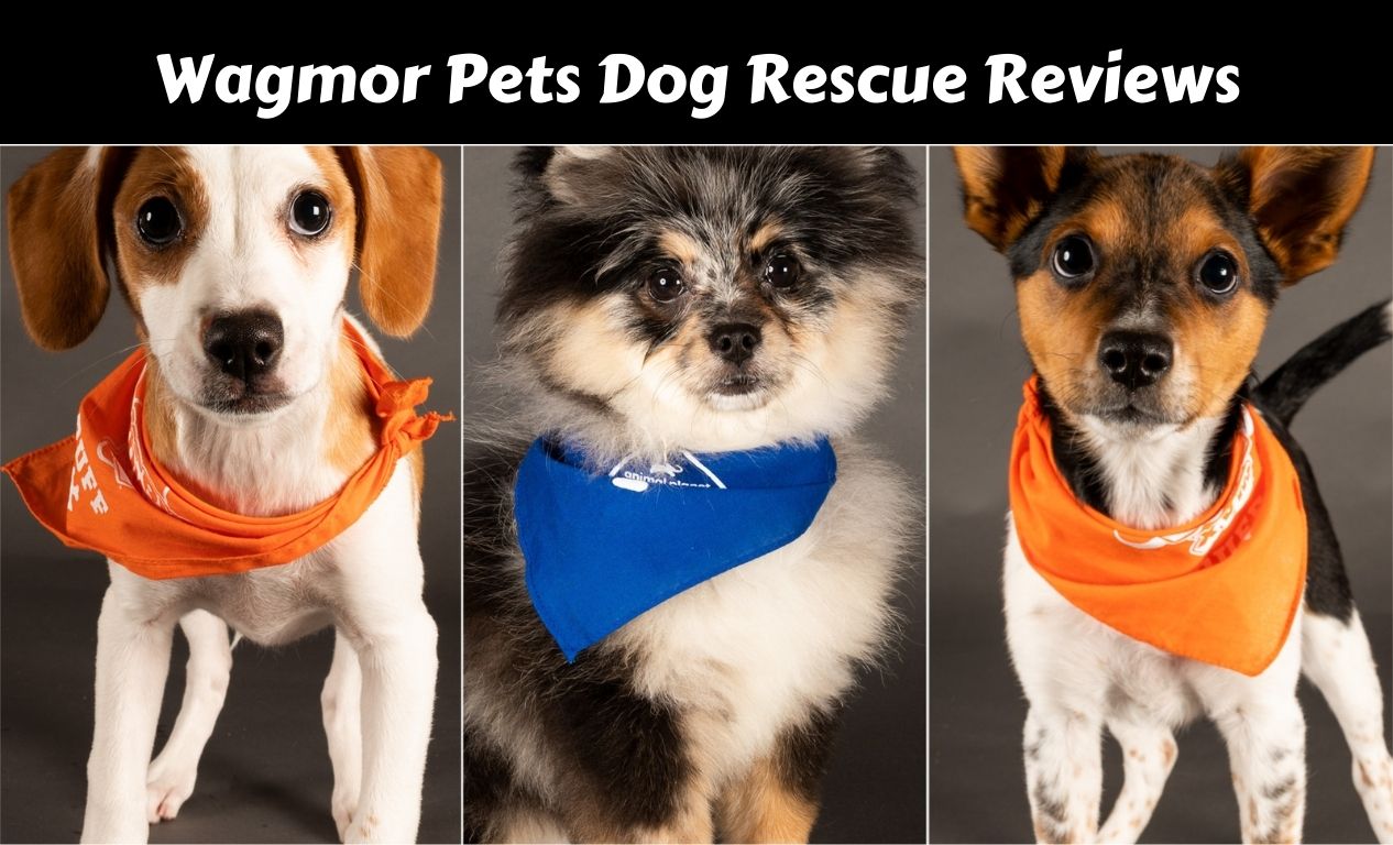 Wagmor Pets Dog Rescue Reviews