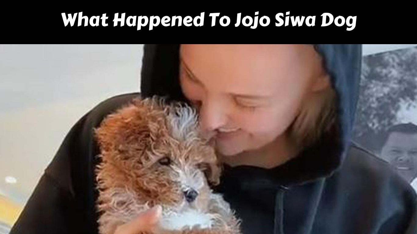 What Happened To Jojo Siwa Dog
